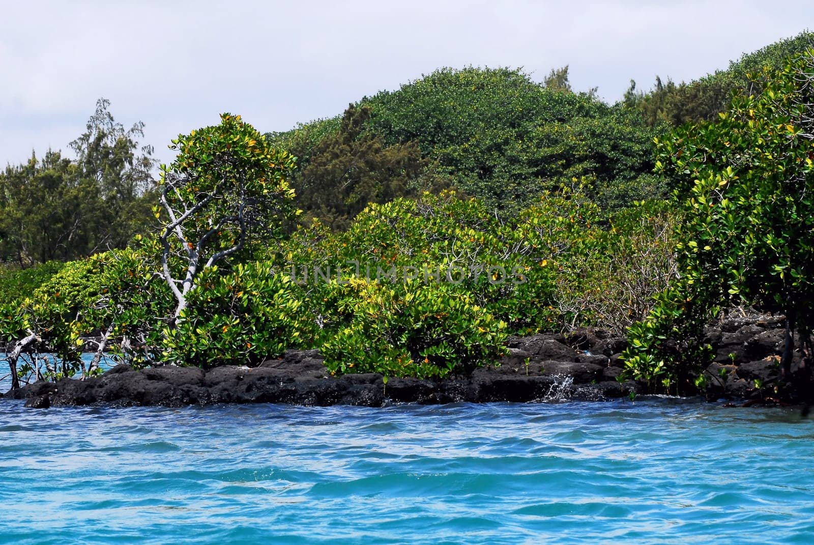 Mangrove trees