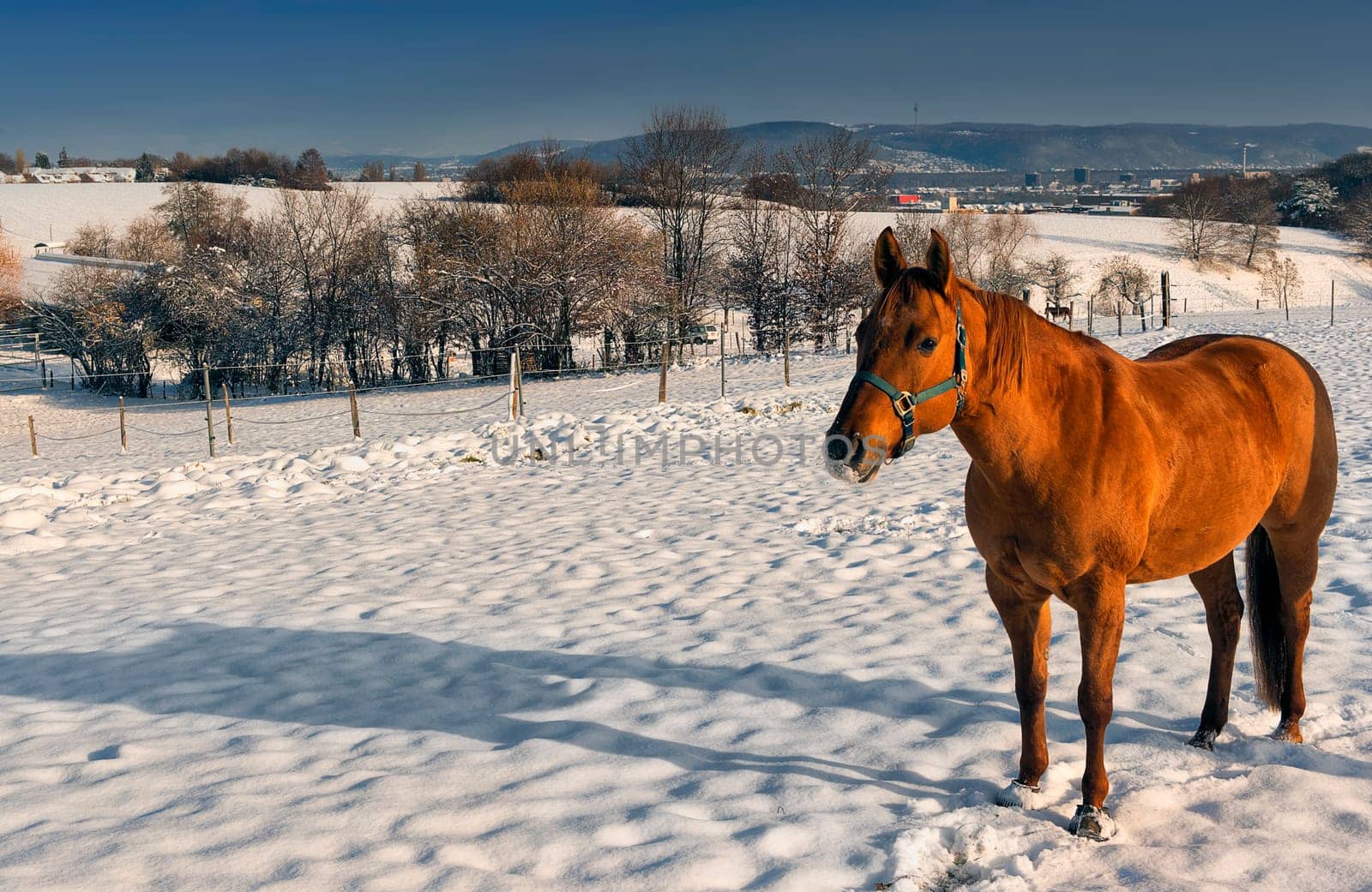 Chestnut mare in the snow