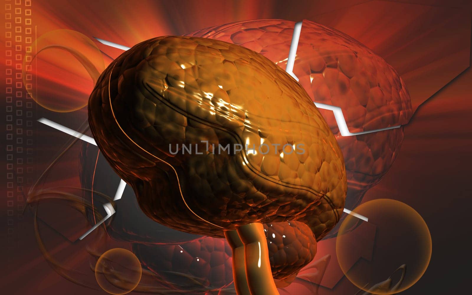 Brain