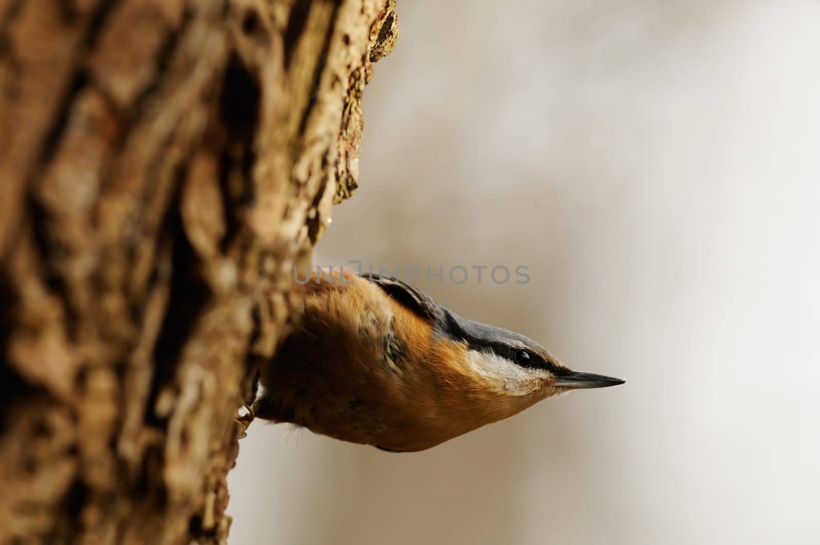 Bird of the Year 2006 Germany