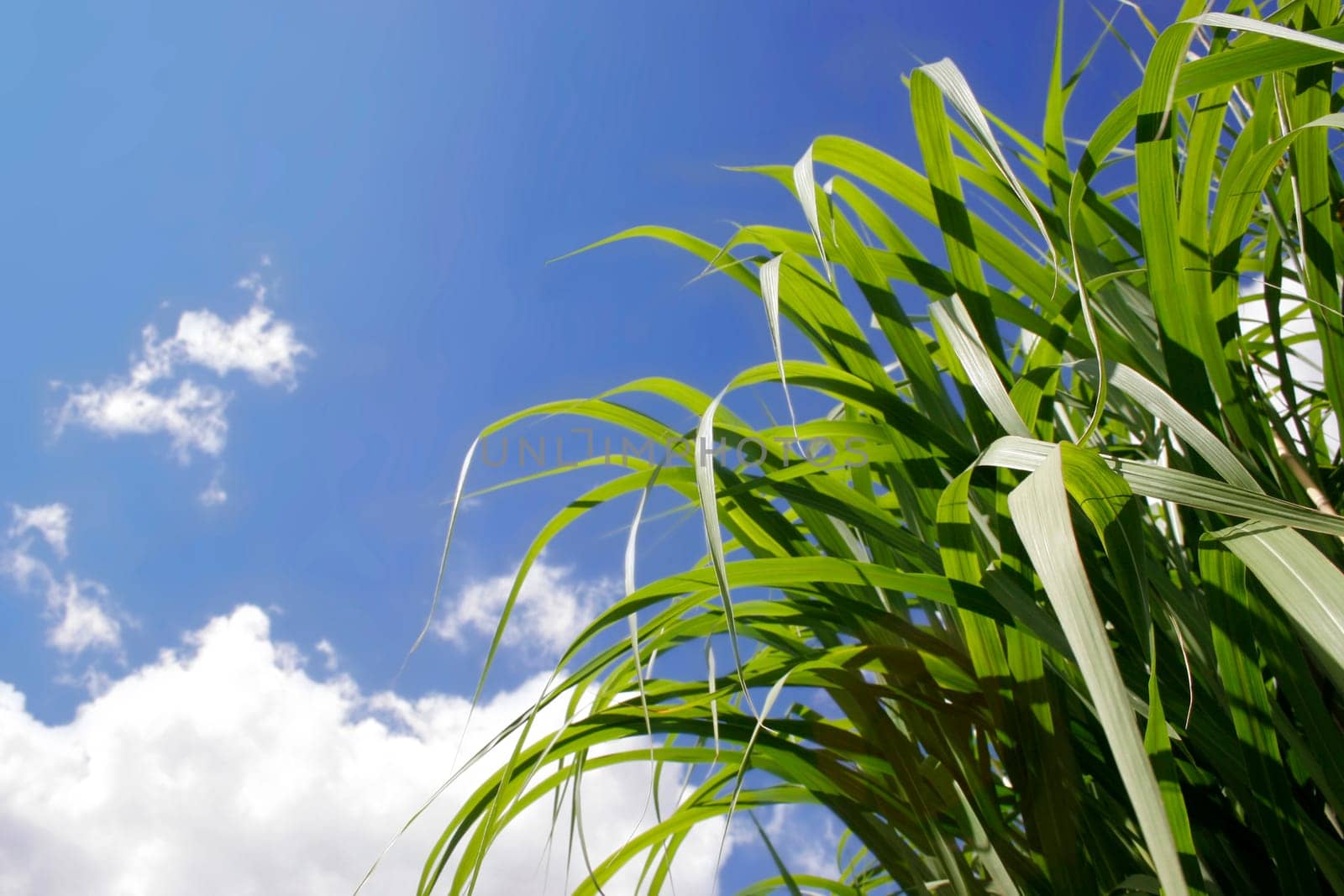 grass