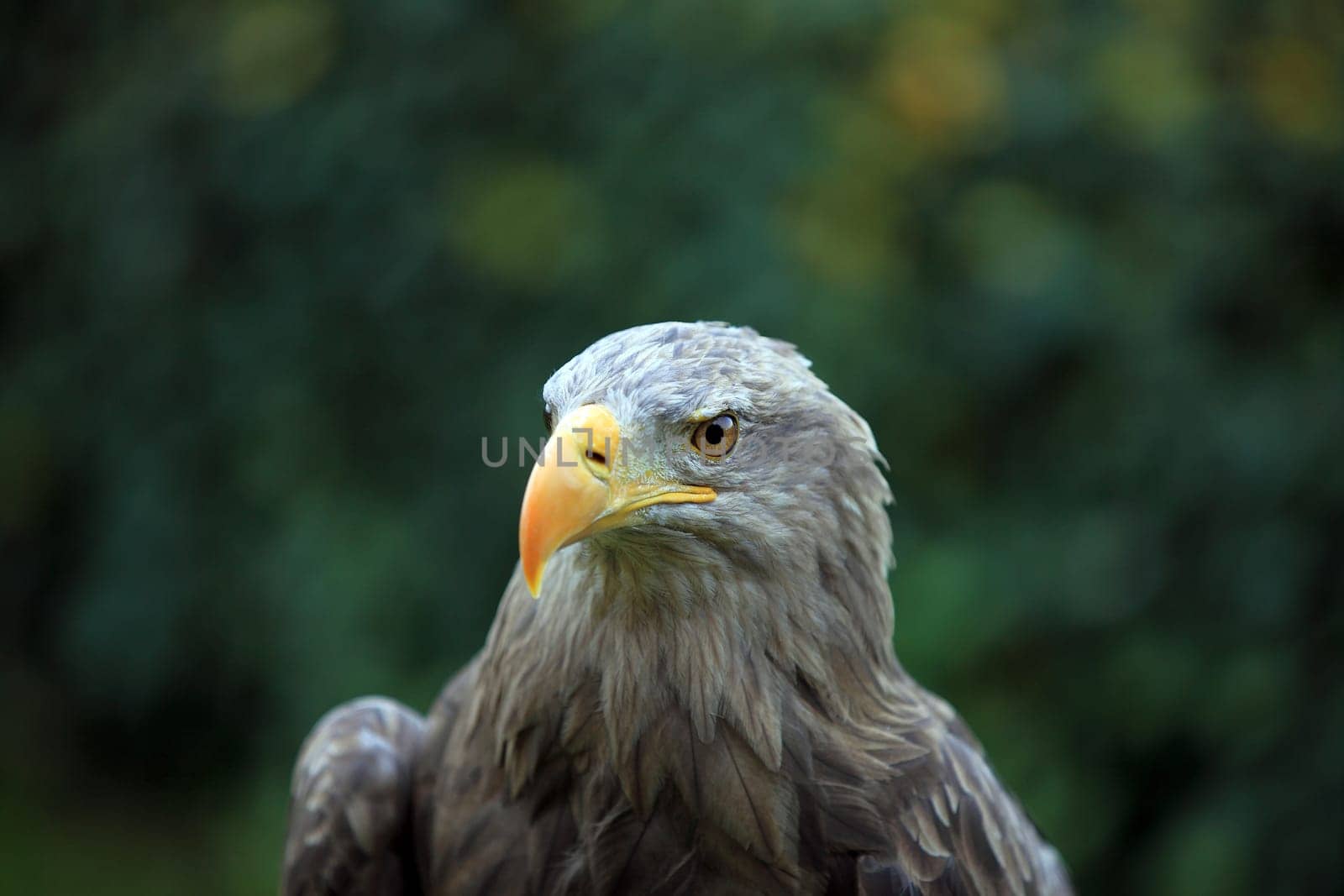 Eagle Portrait Shot
