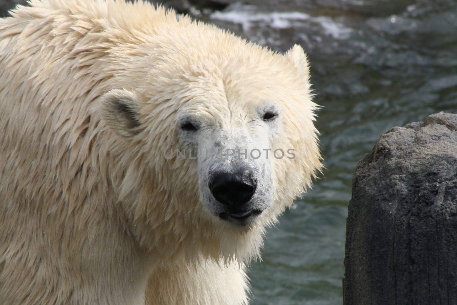 Polar Bear Head