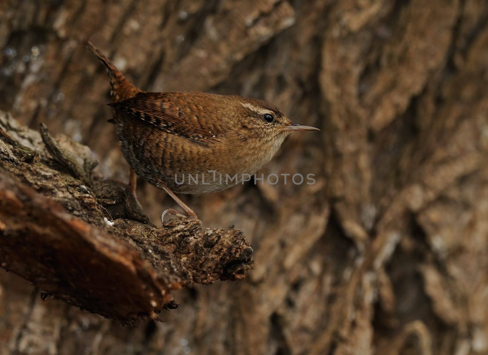 The wren is the third smallest bird in Europe. Fence queens have a body of 9.5 to 11 centimeters. The wingspan is 14 to 15 centimeters and the body weight is usually between 7.5 and 11 grams.