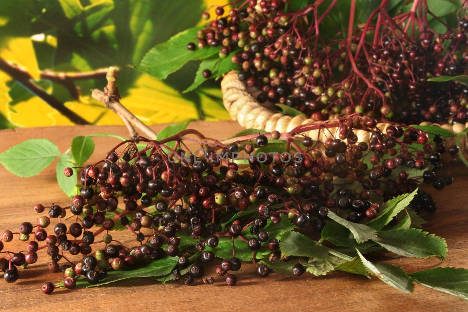 Elderberries