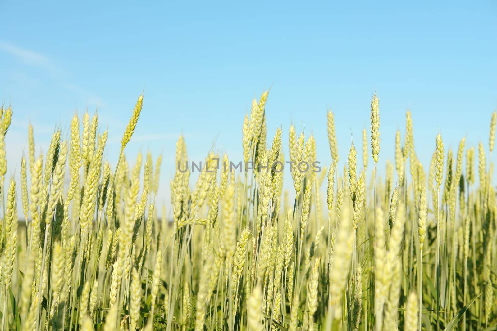 Wheat
