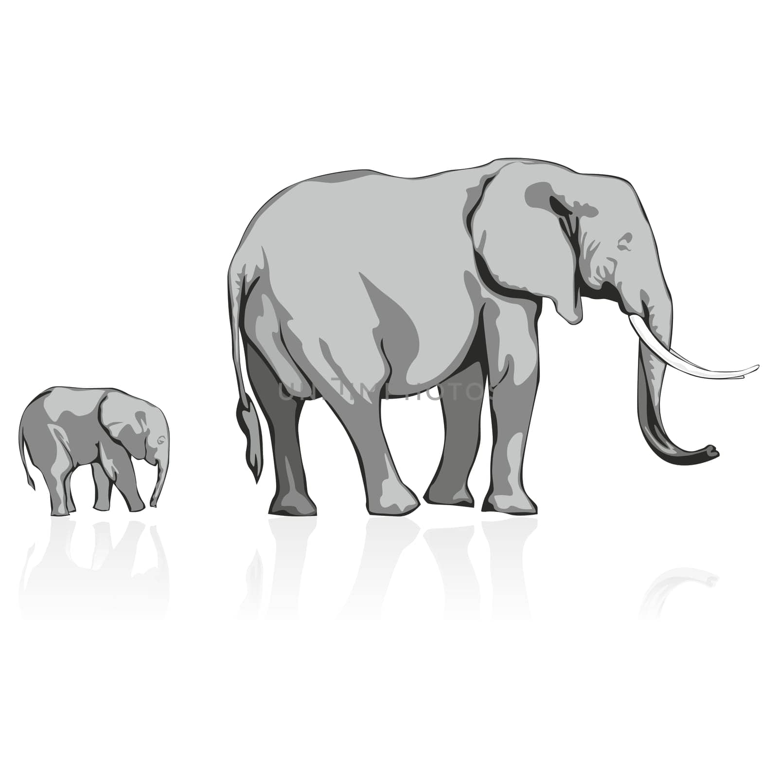illustration of wild elephants