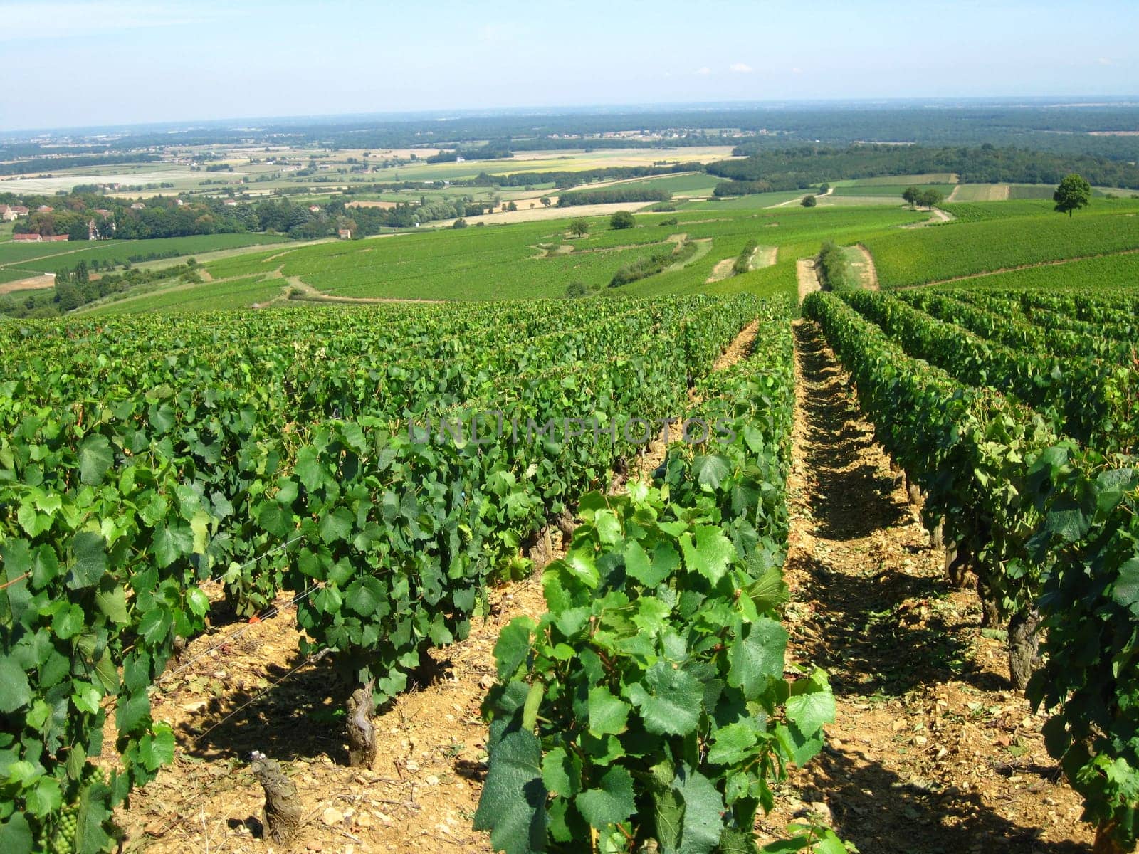 Vineyards in Burgundy