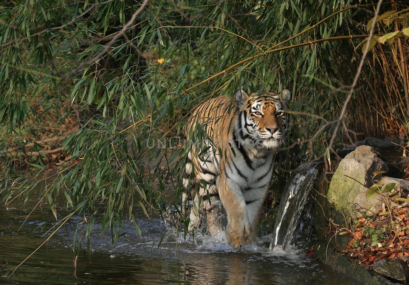 On the prowl