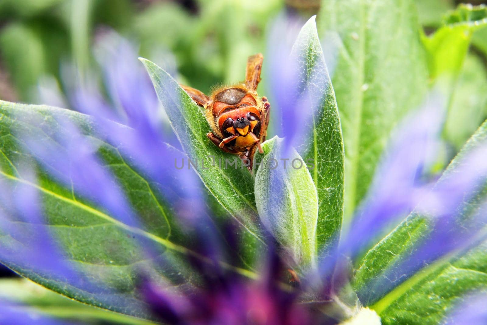 European Hornet (Vespa crabro) with flower thorn - macro shot