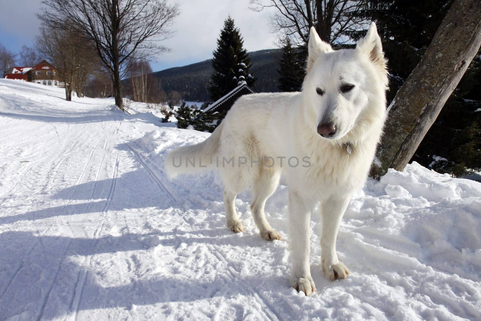 Big white dog expecting in winter on snow way