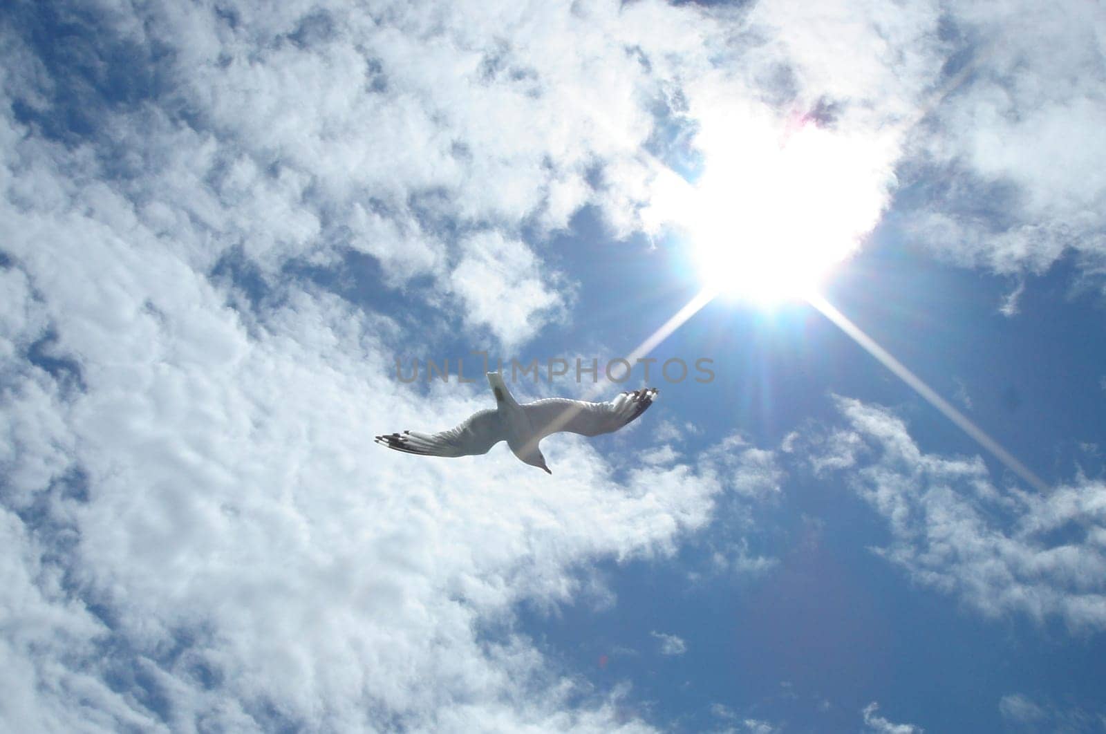 Seagull flying