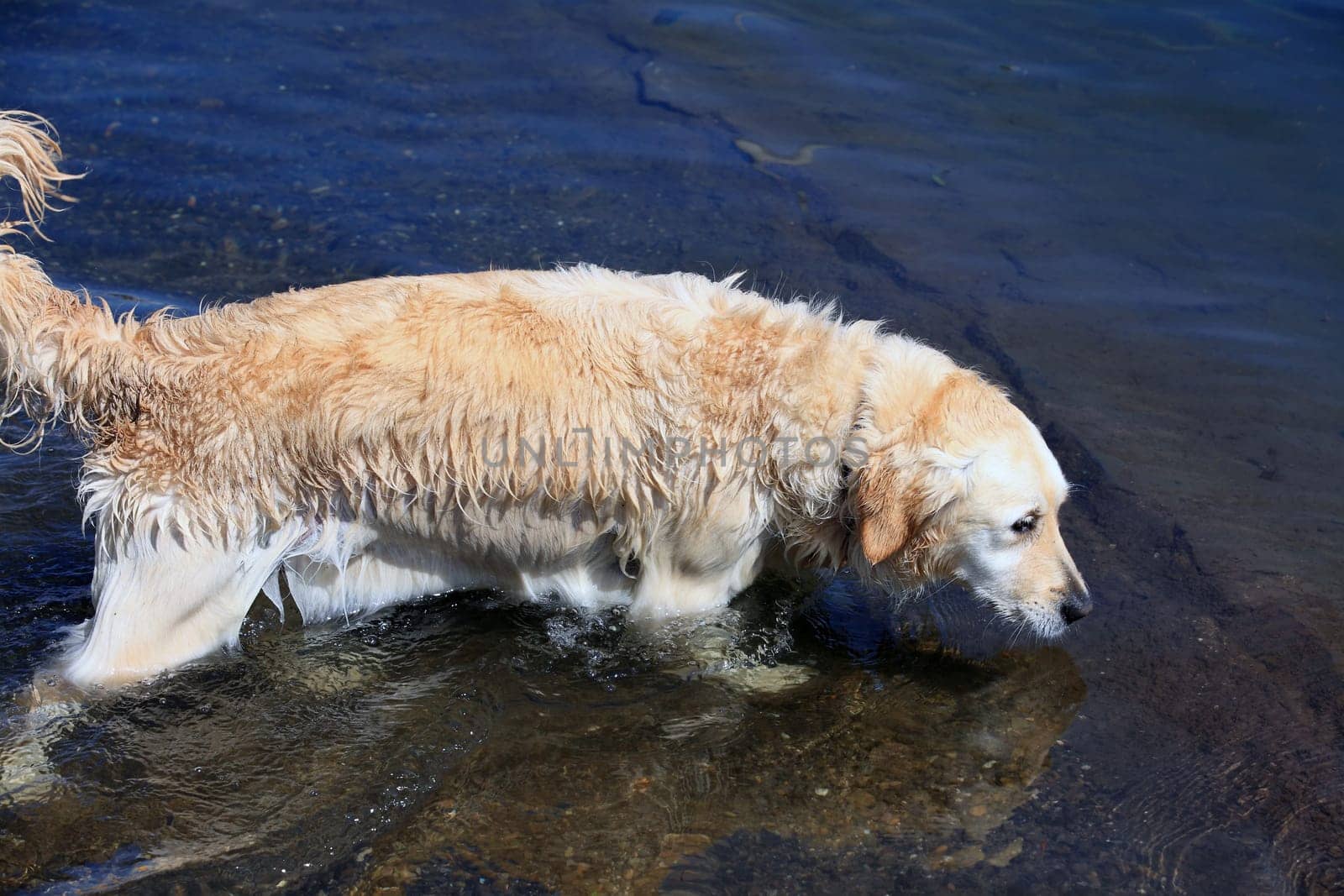 Labrador Retriever 8