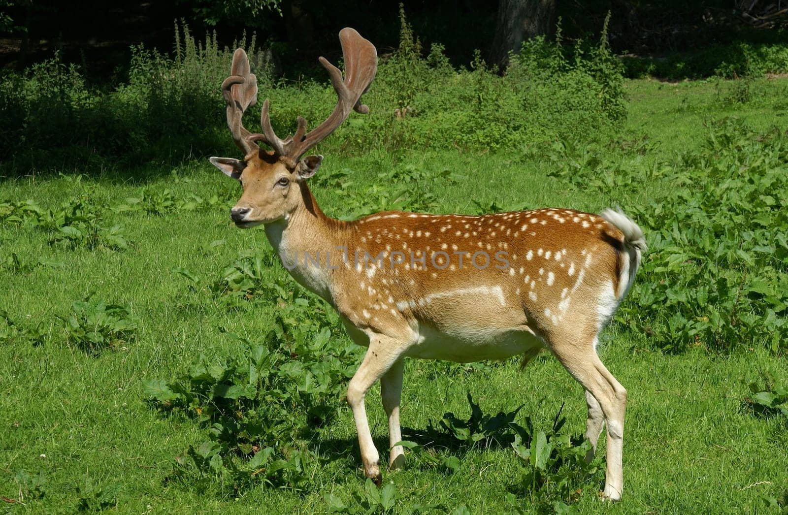 Fallow deer in a clearing