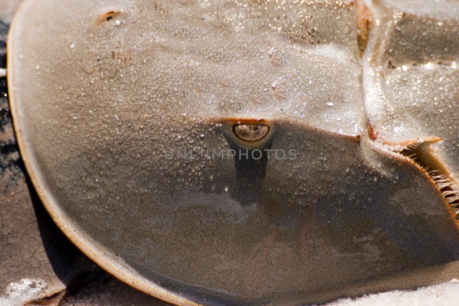 Horseshoe crab (Limulus)