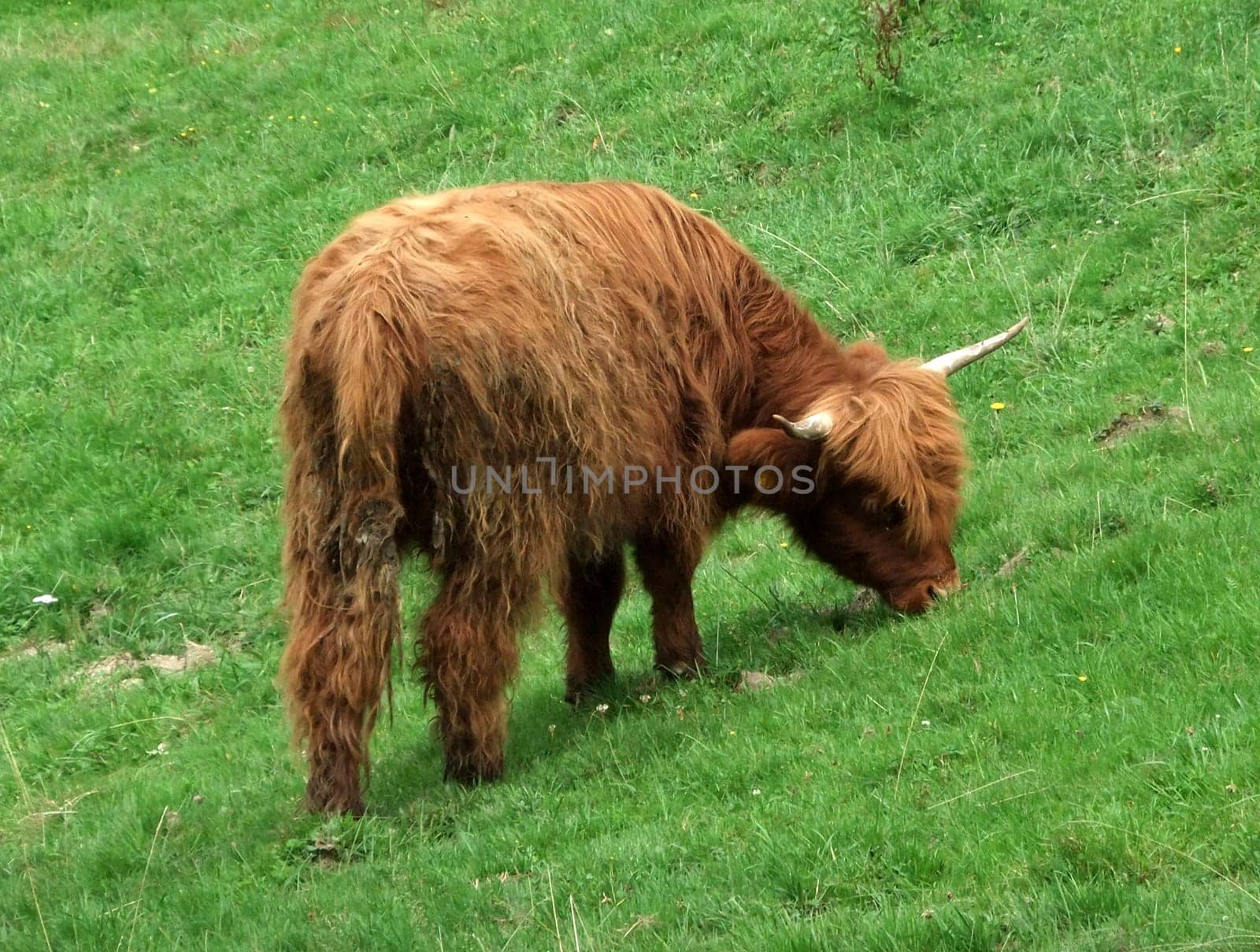 young highland cattle