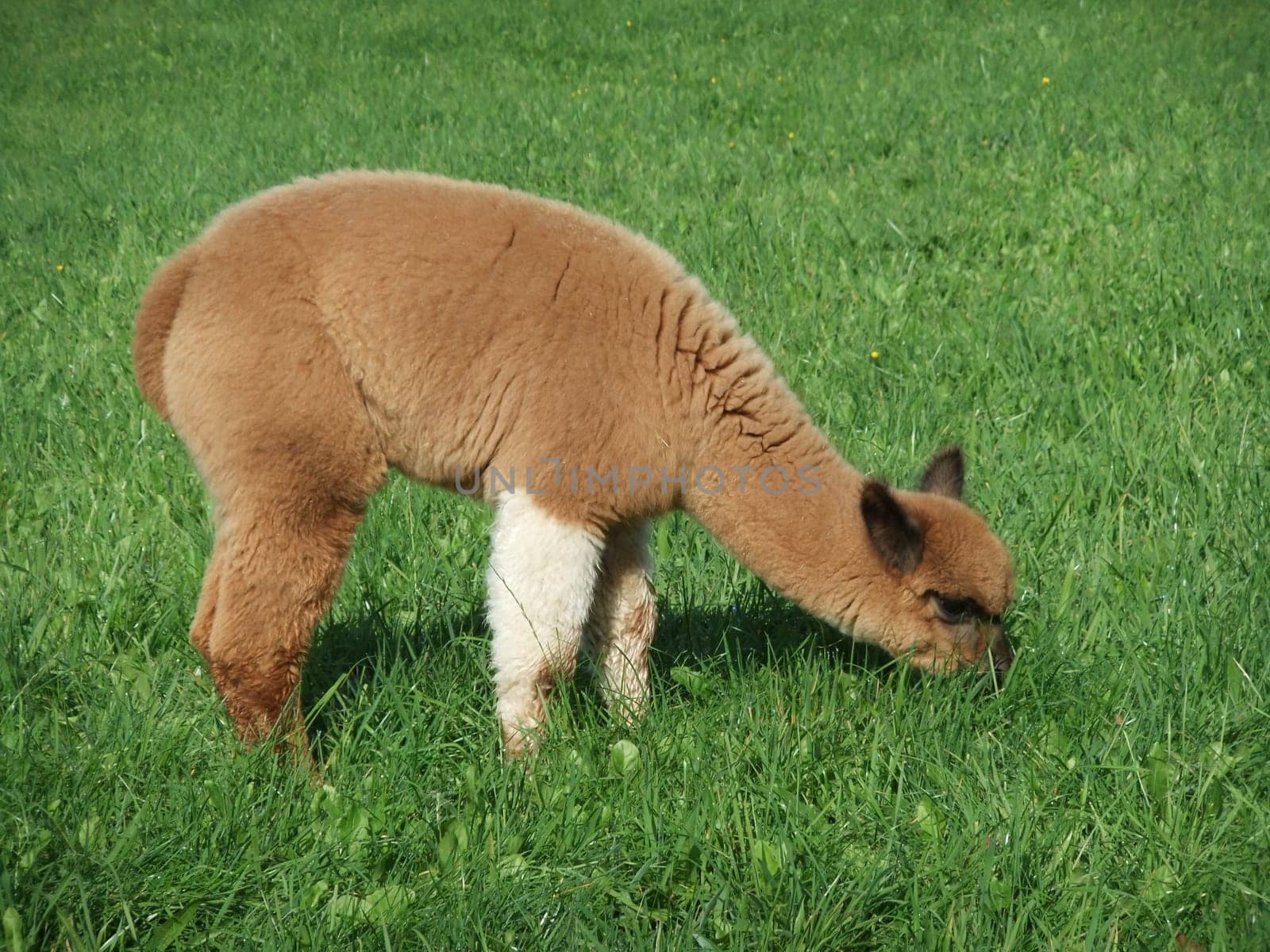 young alpaca