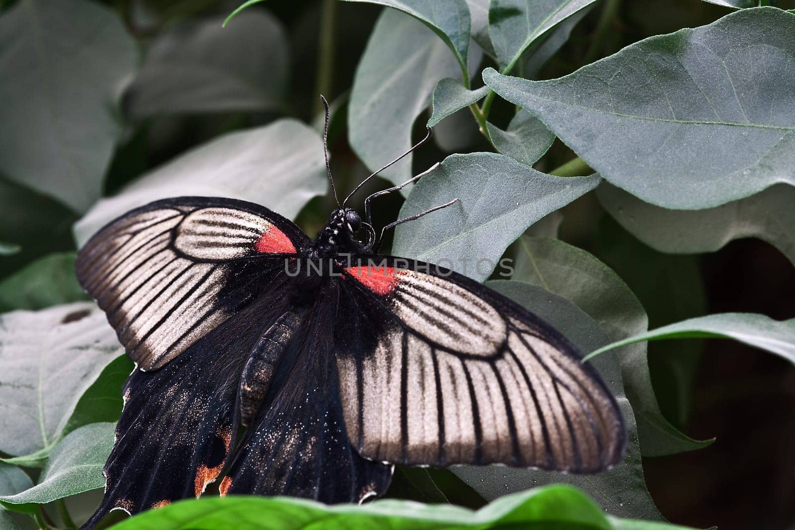 Papilio lowi