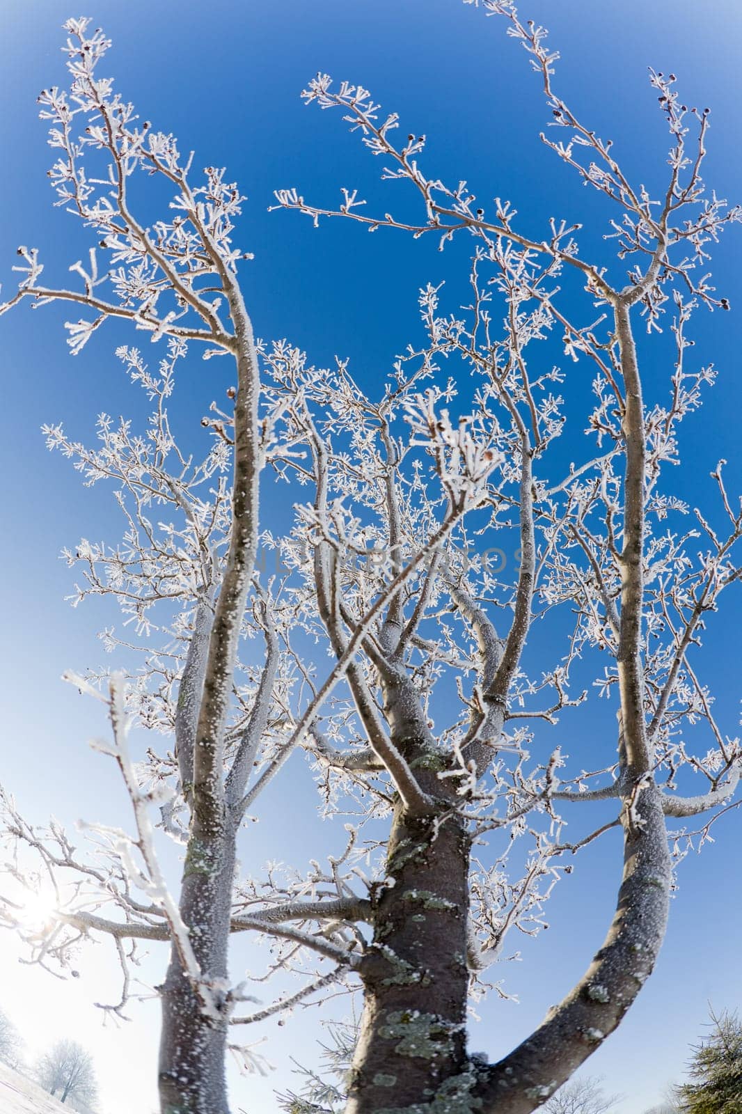 Frost