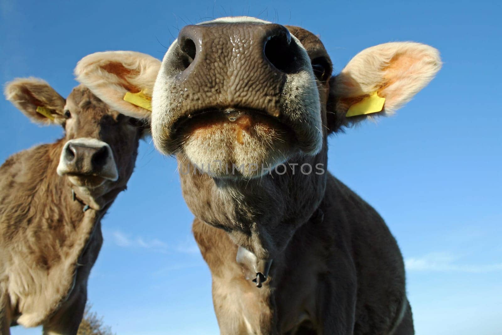 drooling cow