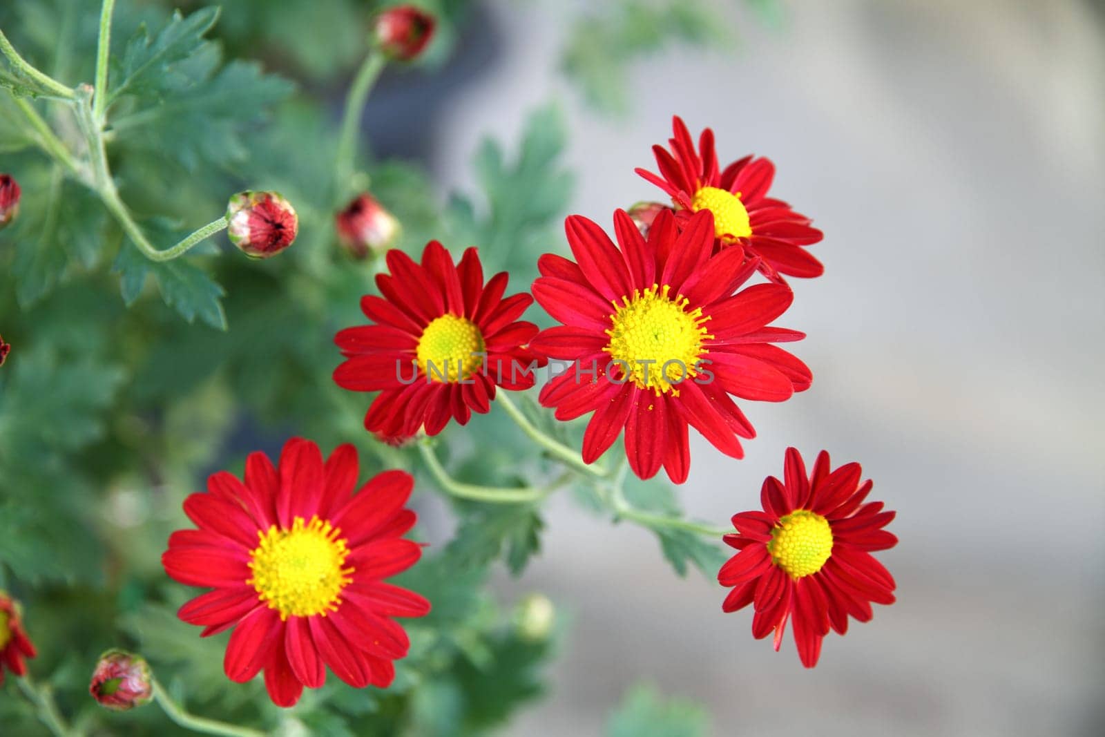 Red chrysanthemum flower