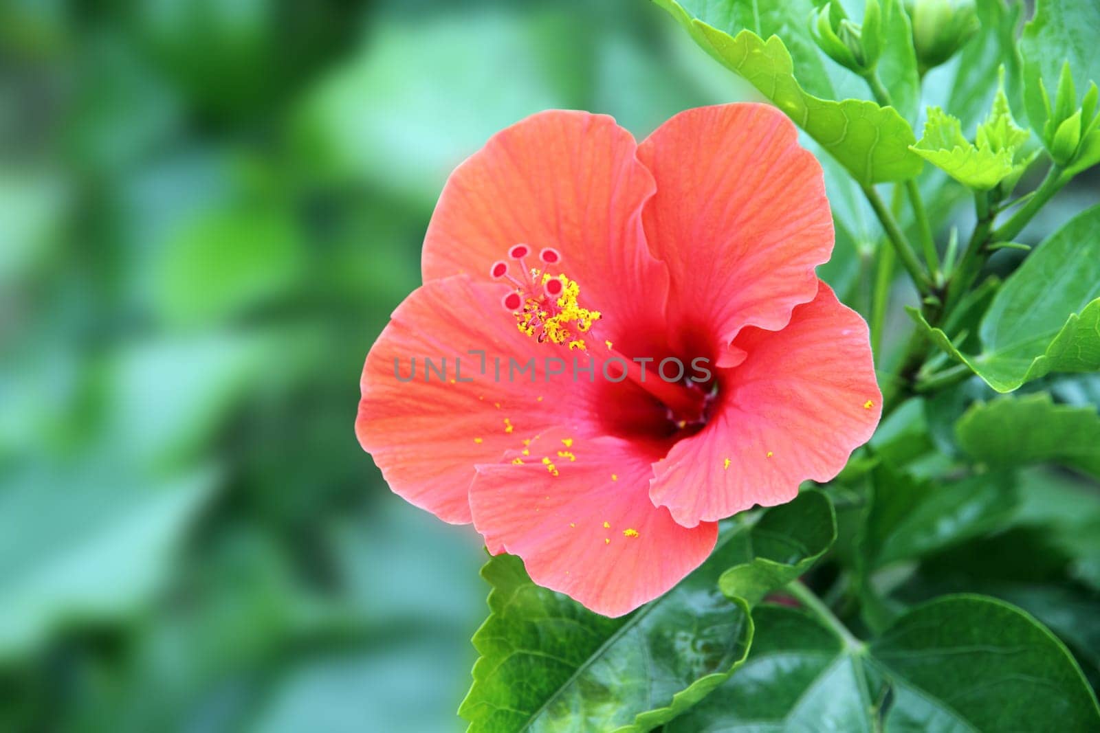 Hibiscus flower