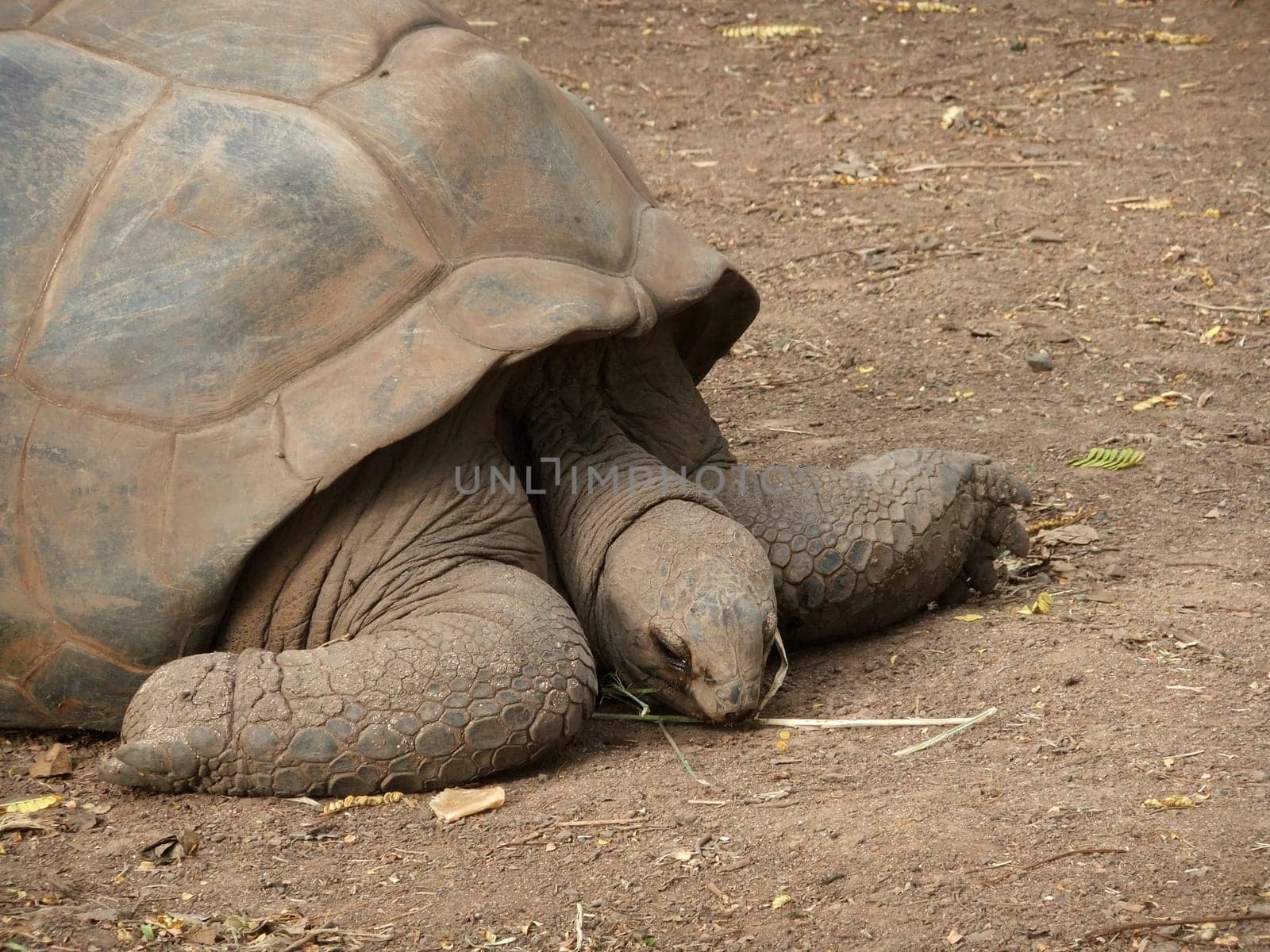Giant tortoise