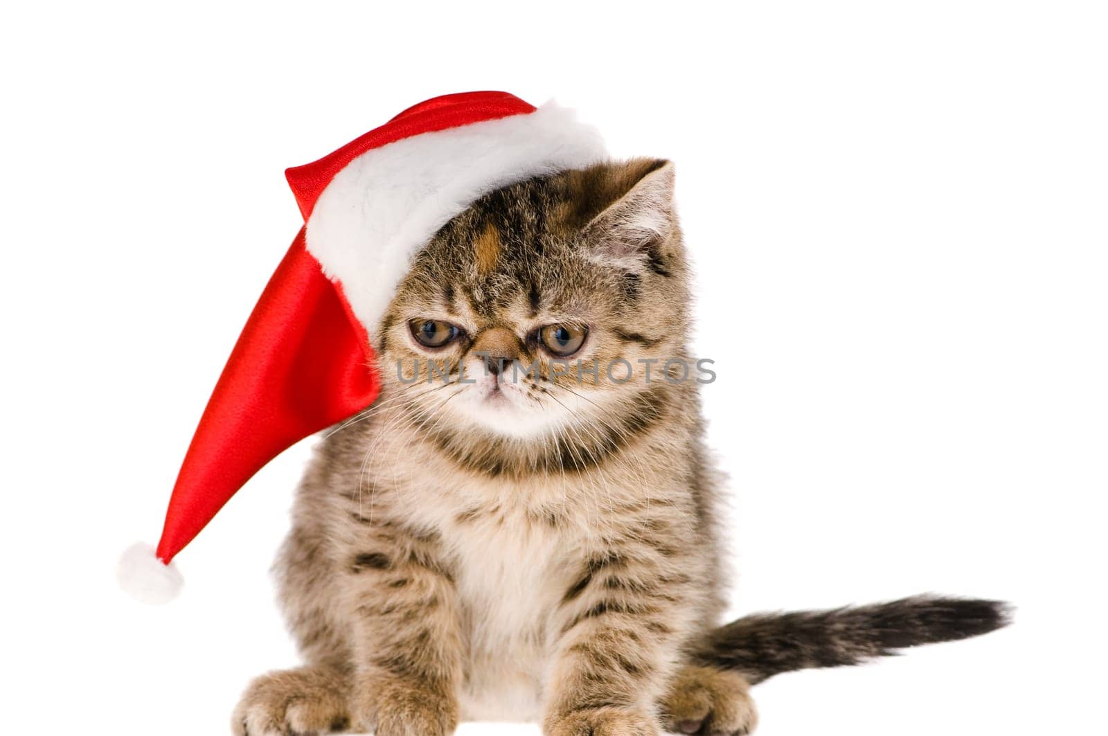 kitten santa
