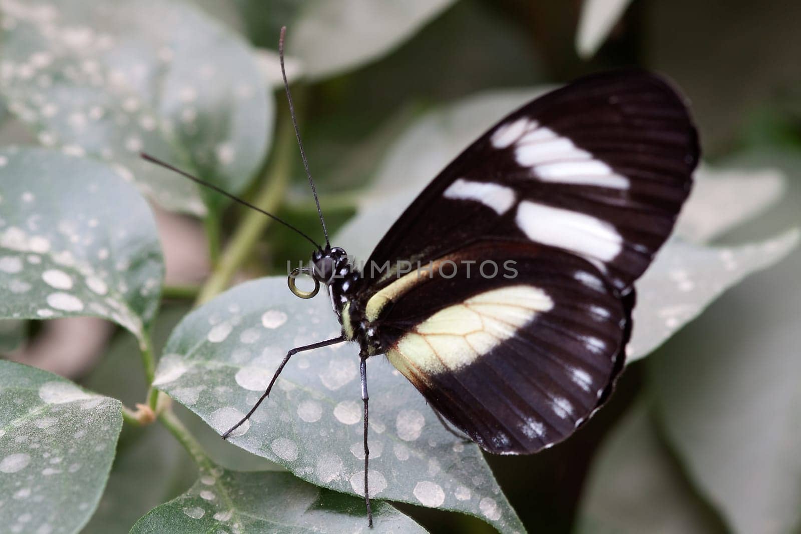 Black beauty