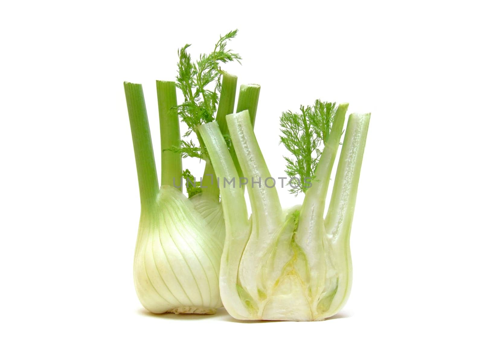 Fennel