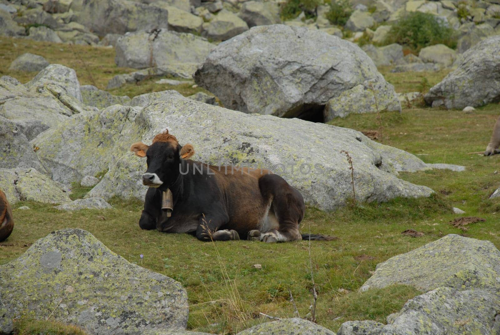 Lazy cow
