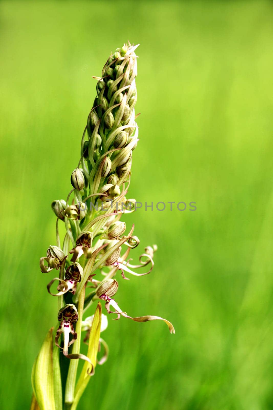 The orchid of the year 1999 and at the same time our strongest and most stately native orchid: the Bock's strap tongue