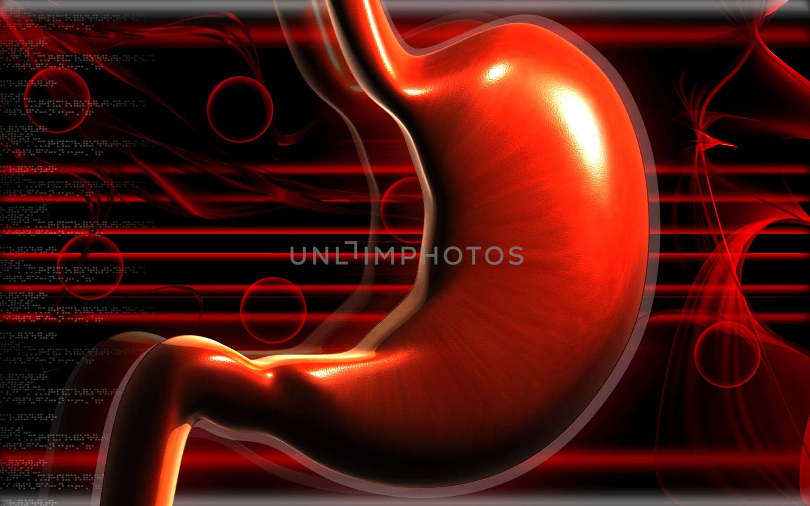 Stomach