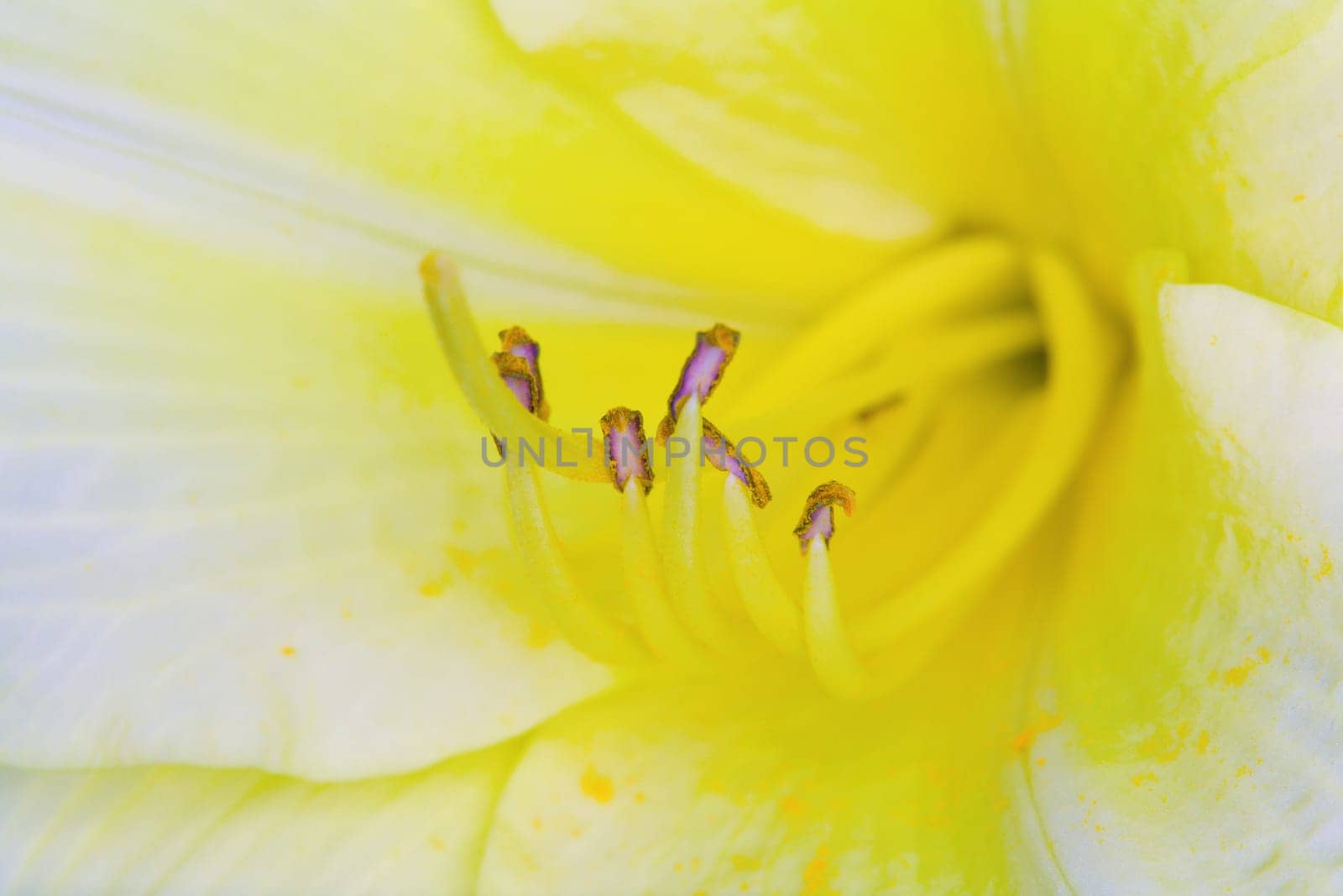 Lilly bloom