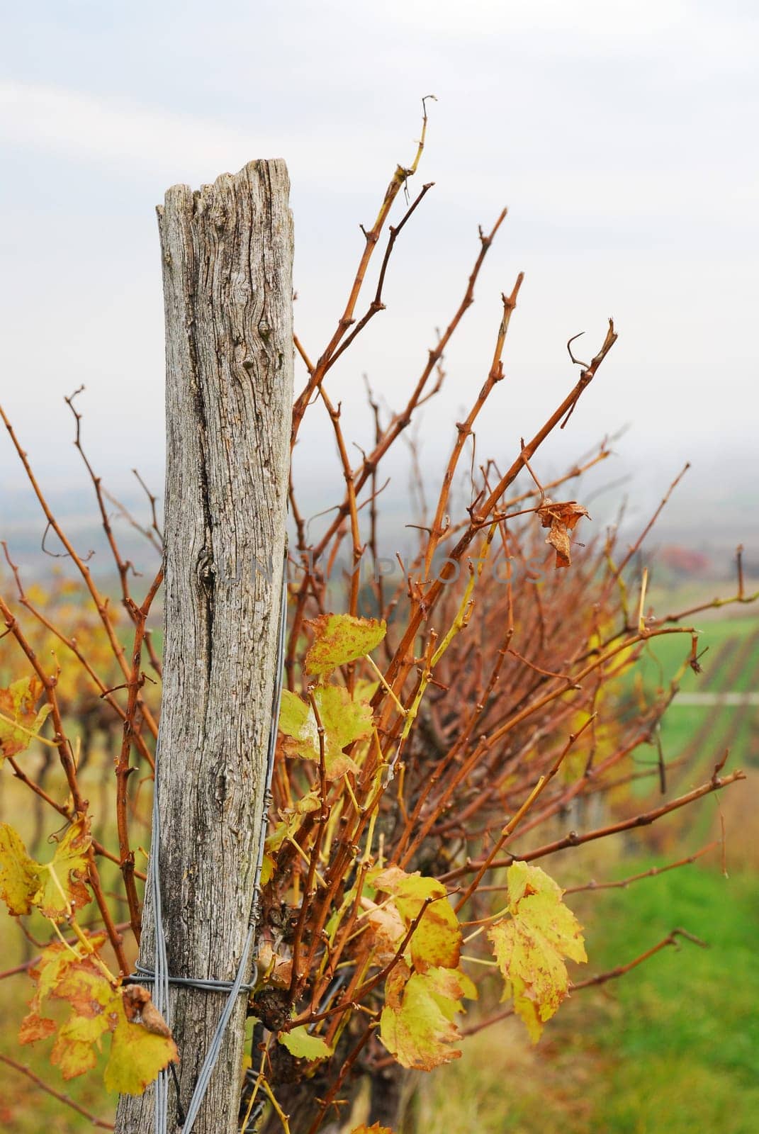 Row in the vineyard