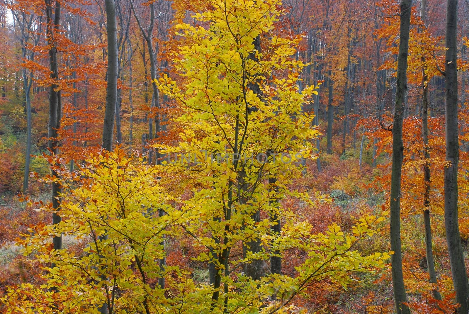 Colorful Autumn Forest