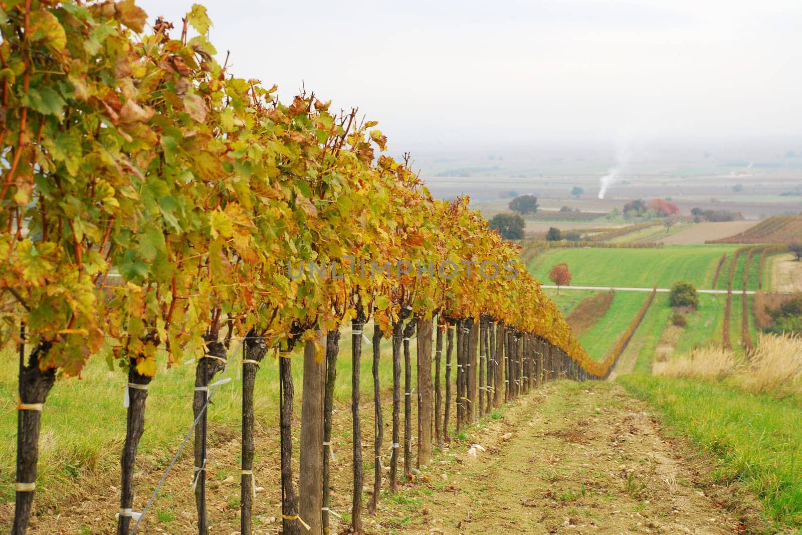 Row in the vineyard