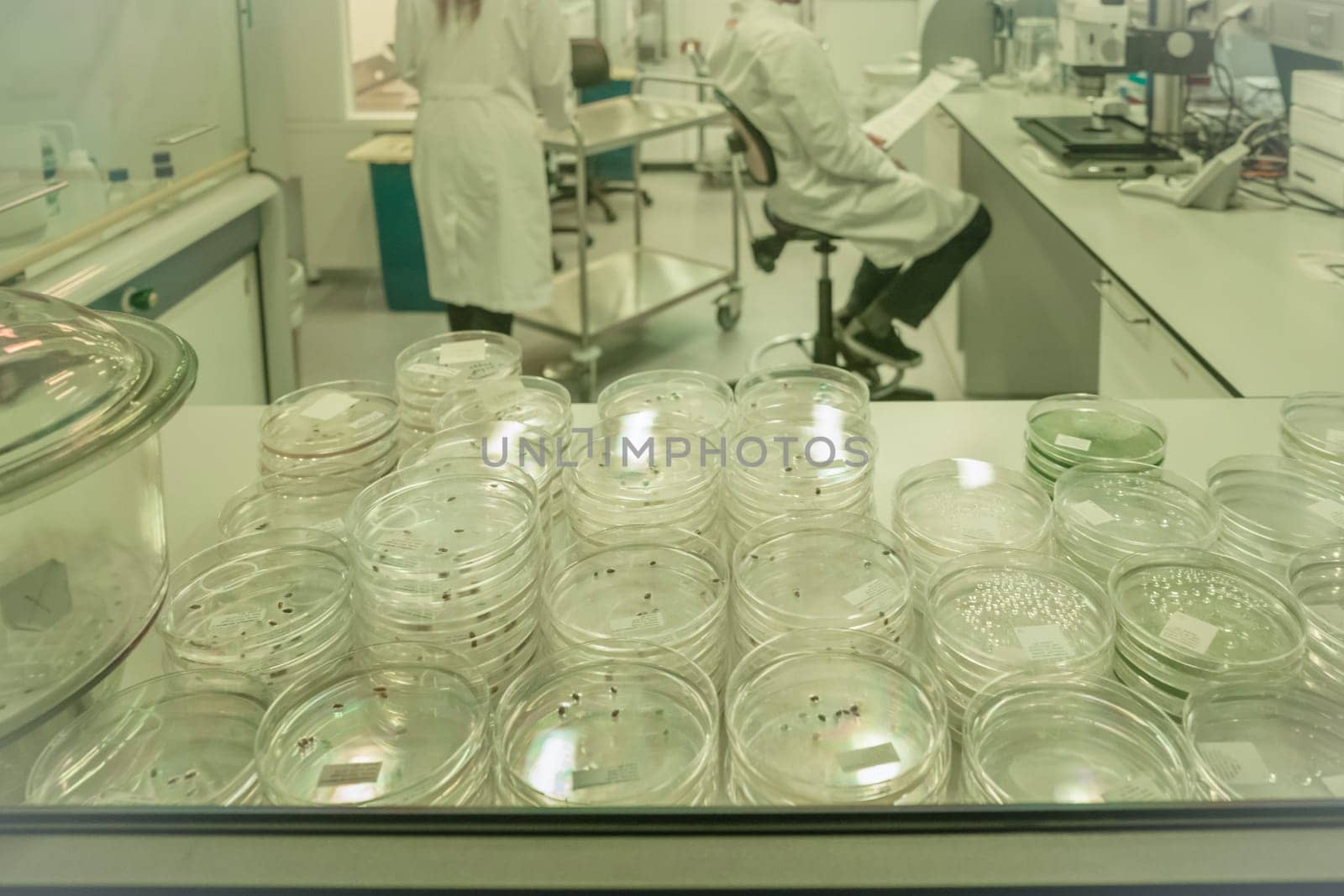 Petri dish with microbes in a research lab Researchers in the background