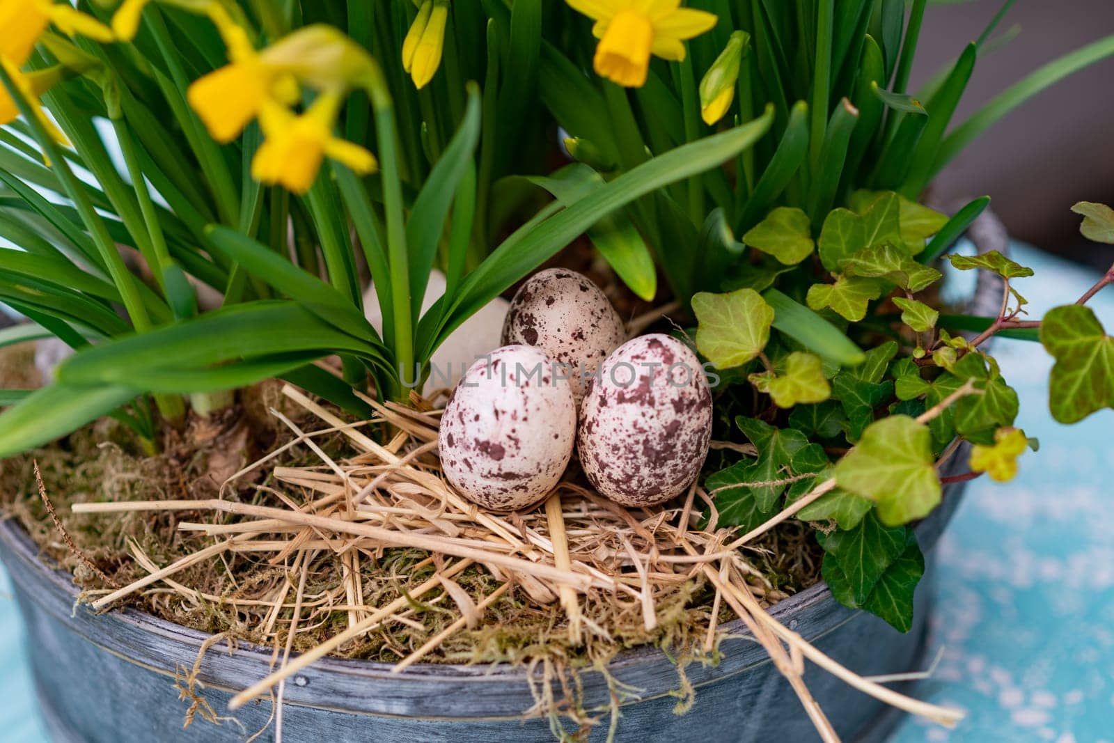 Daffodils with bulbs in a large pot with eggs for Easter