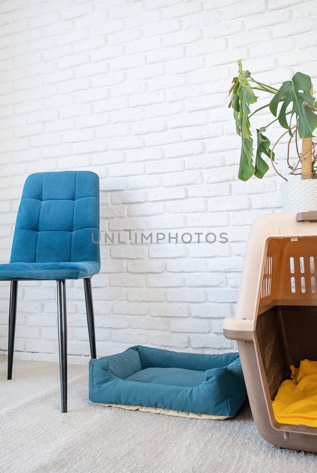 interior of light living room with monstera plants and cozy pet bed by Desperada