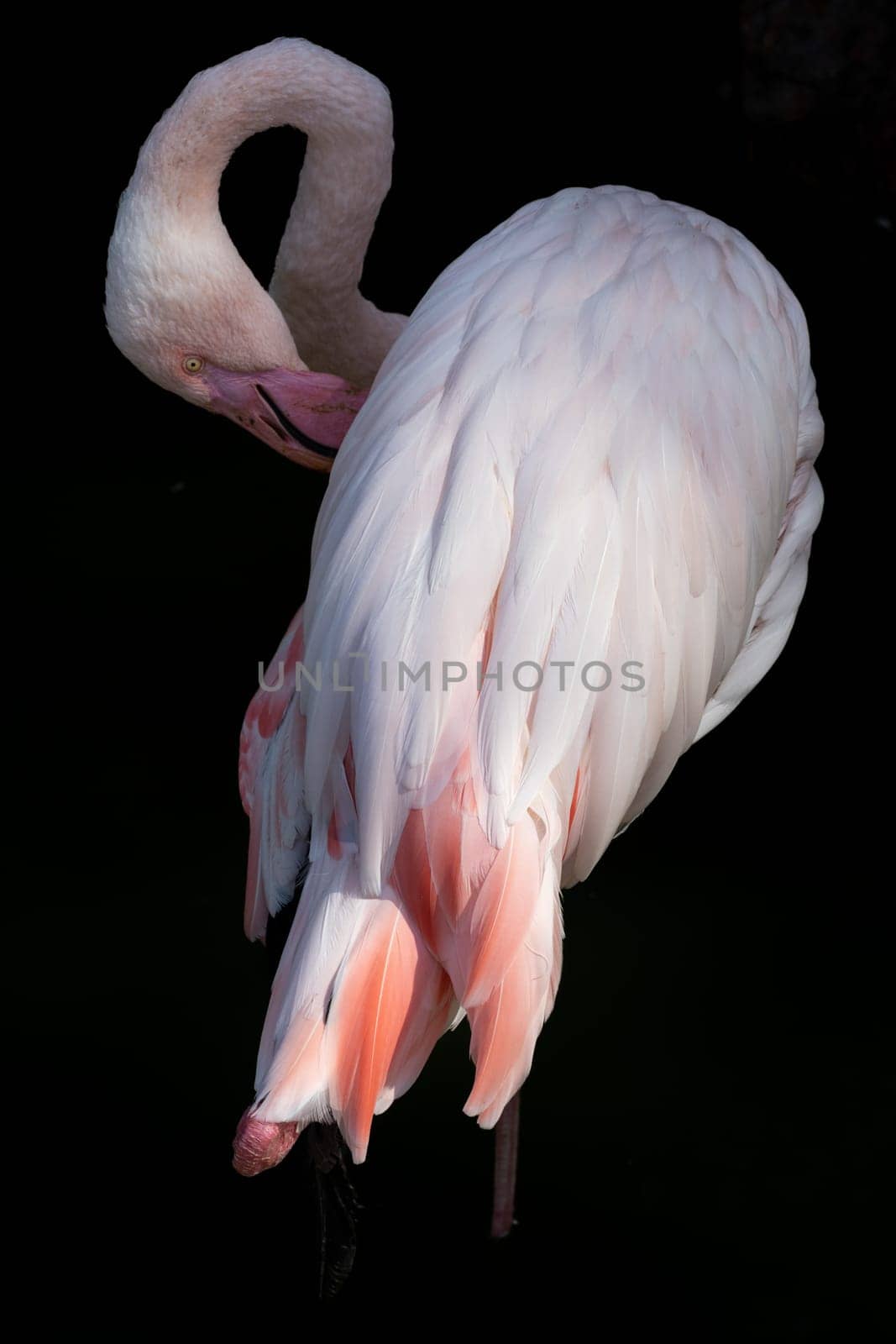 Pink flamingo - a beautiful bird by gordiza