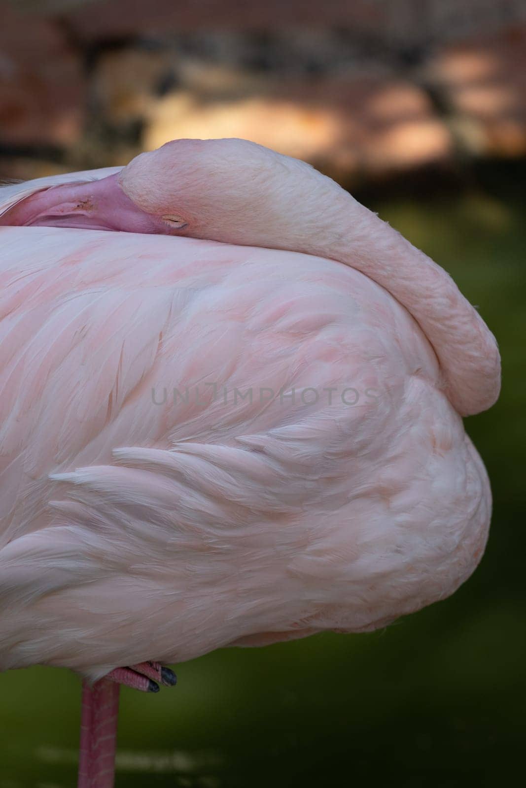Pink flamingo - a beautiful bird. High quality photo