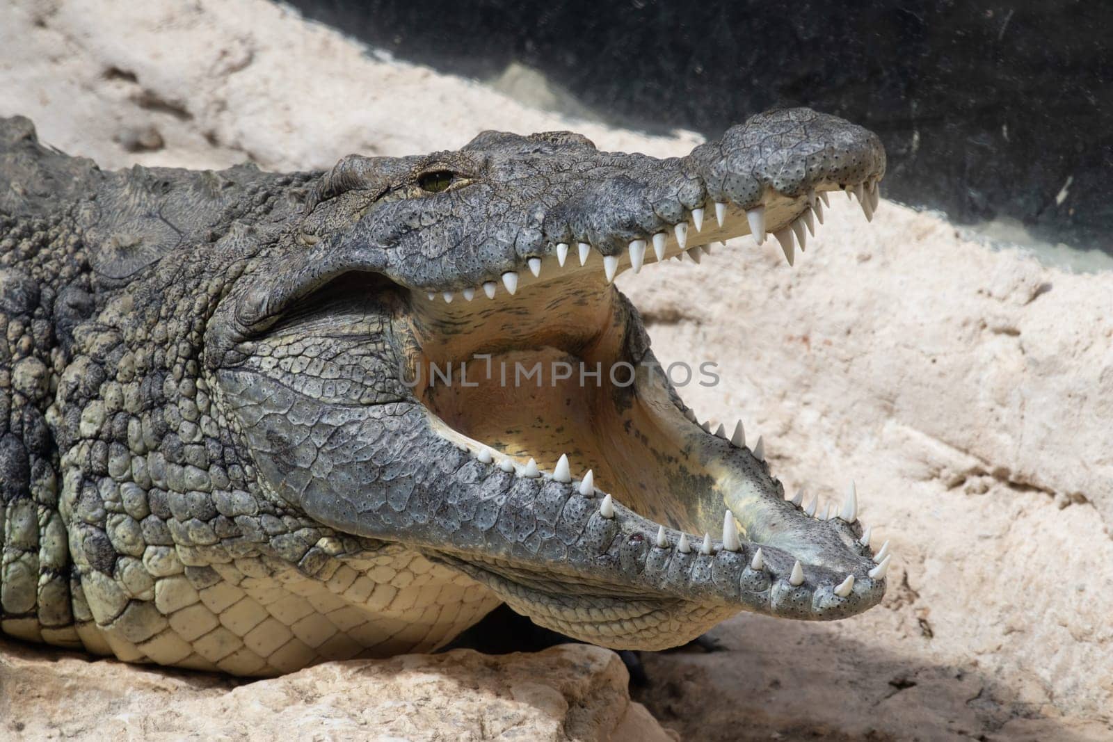 The crocodile opened its mouth waiting for food. High quality photo
