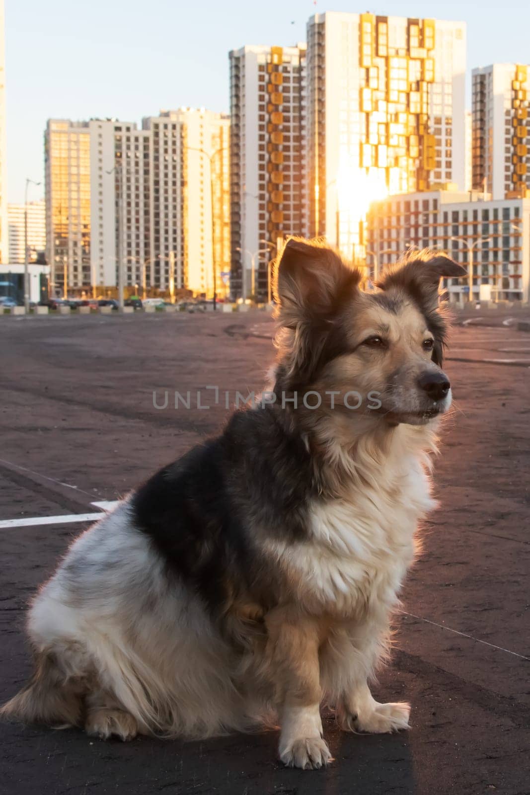 Fluffy dog sitting against backdrop of modern tall buildings by Vera1703