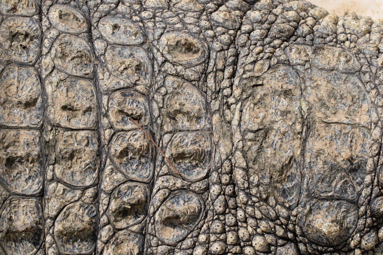 Crocodile skin texture in the sun by gordiza