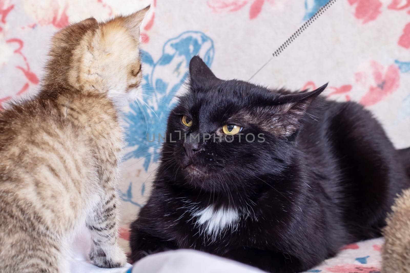 Black Big Cat and Little Kitten close up