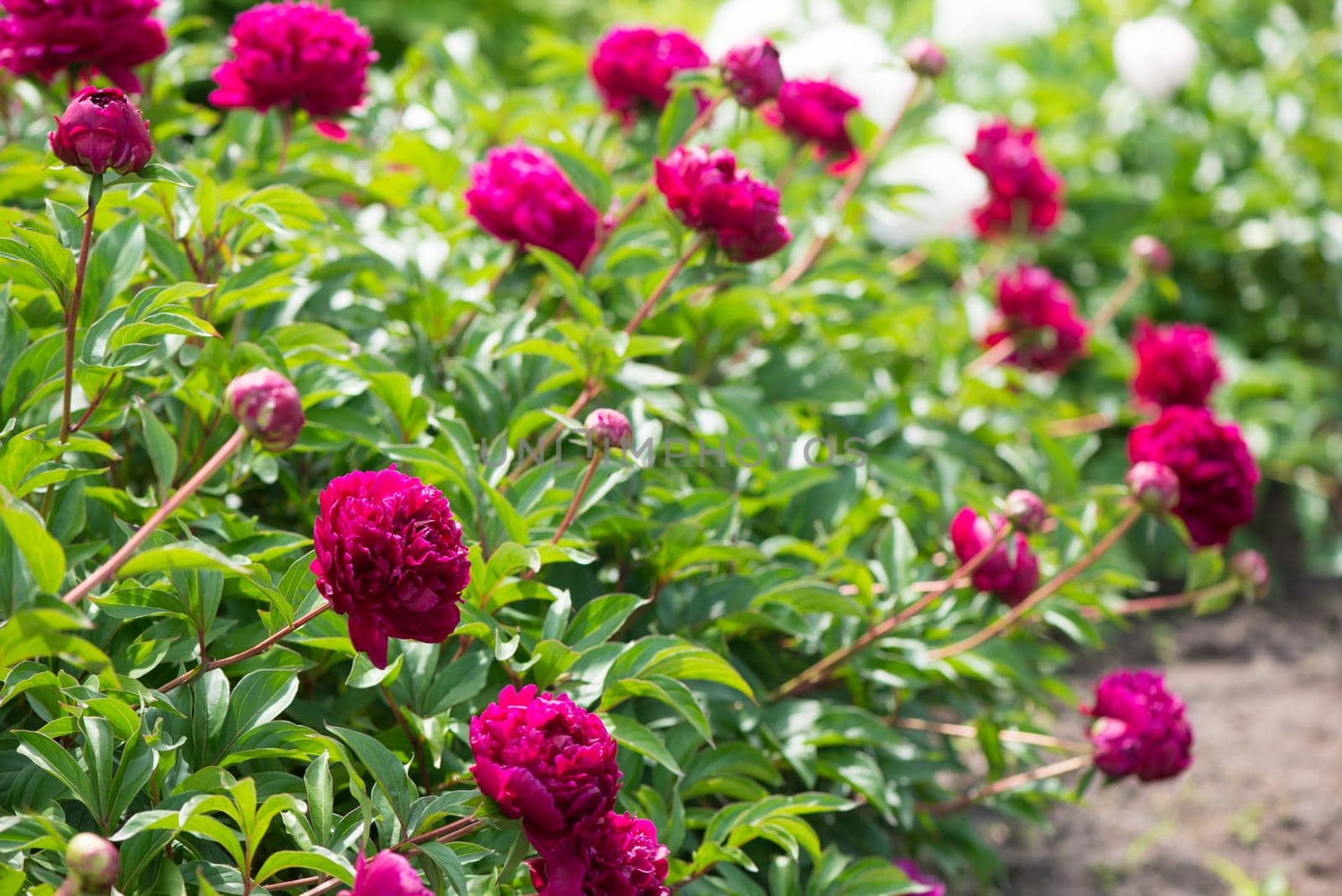 The peony is pink. Beautiful pink flowers. Many peony buds. Flower grove. Home garden with lush peonies by aprilphoto