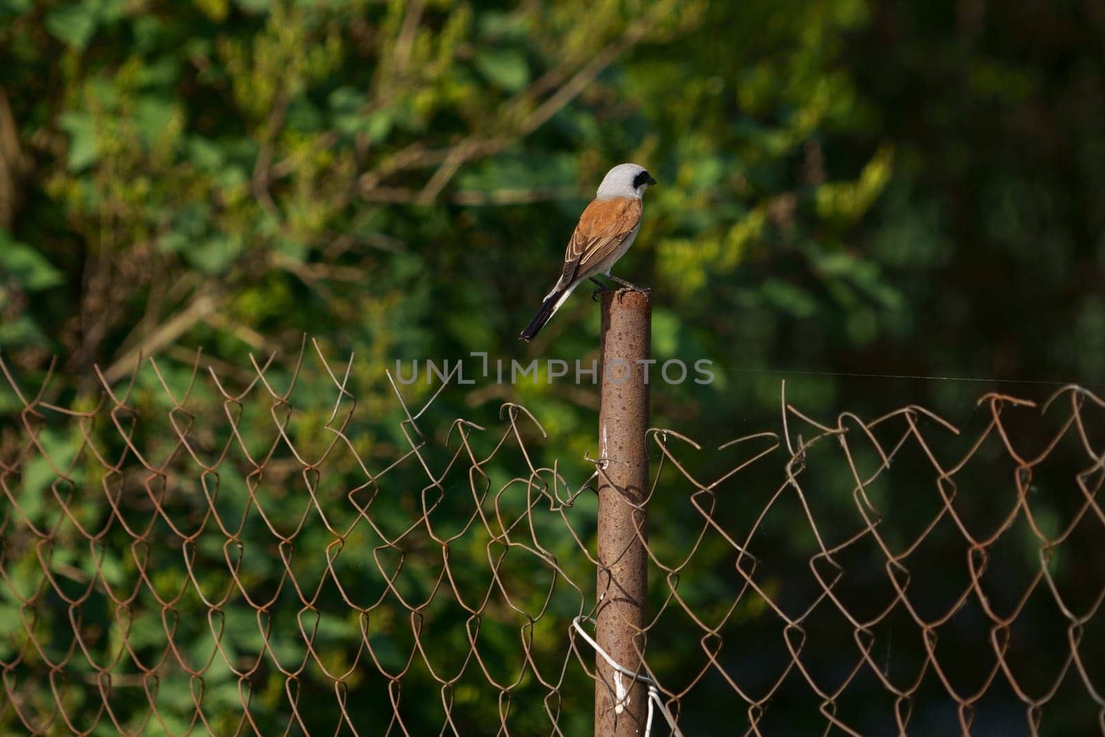 gray small forest bird sitting in natural environment on a dilapidated fence by aprilphoto