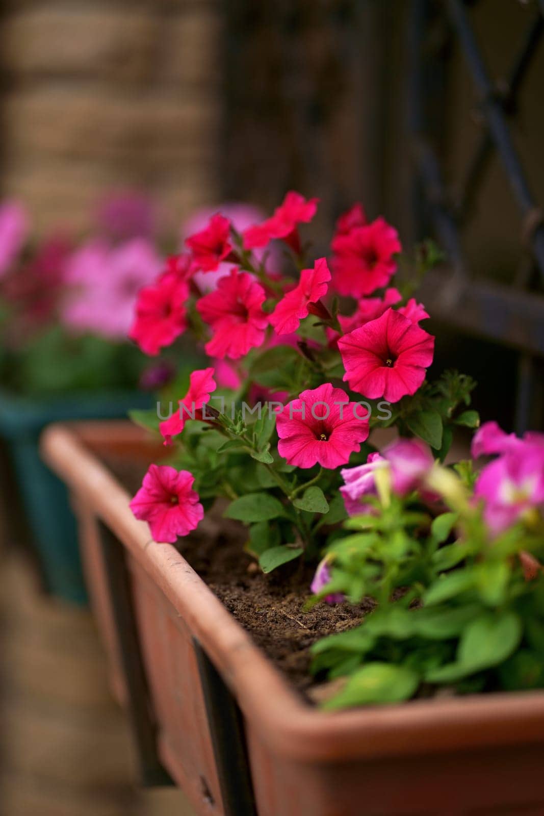 Petunia sprouts in a box. Red petunias bloom in a hanging pot in July in the private yard by aprilphoto