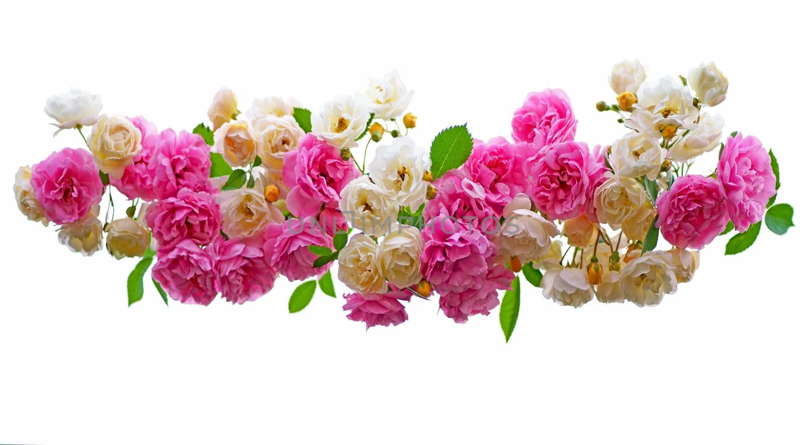 garland of bright summer white and pink roses on a white